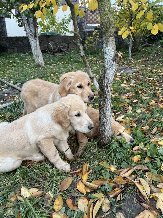Продаються чистокровні цуценята  золотистого ретривера
