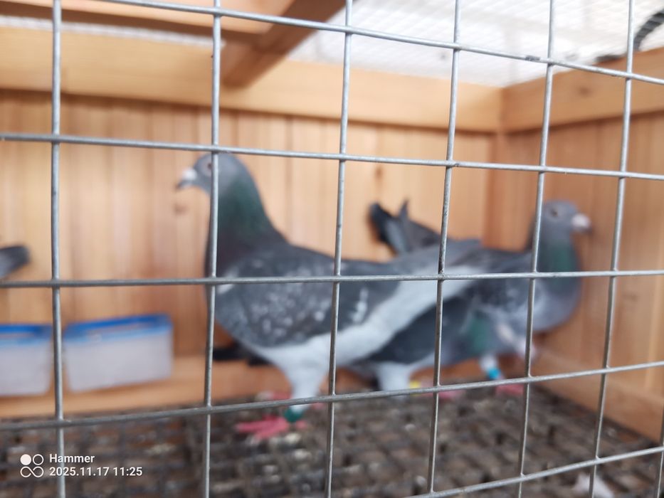 Sprzedam gołębie pocztowe zagraniczne Ro