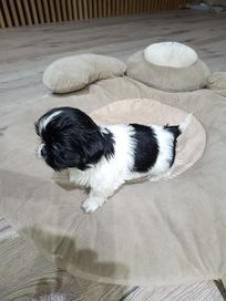 Śliczna suczka Shih TZU