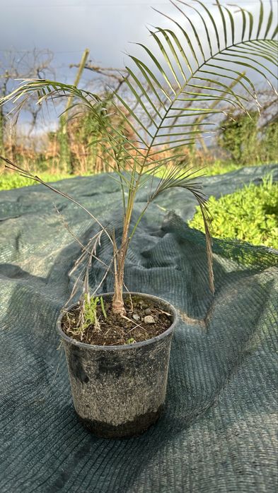 Palmeira lytocaryum weddellianum