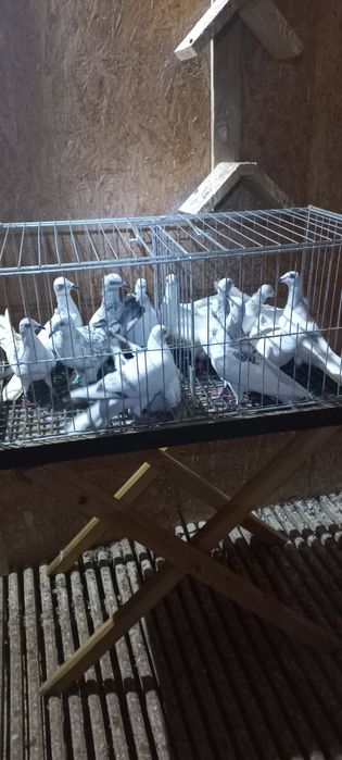 Gołebie ozdobne srebrniaki