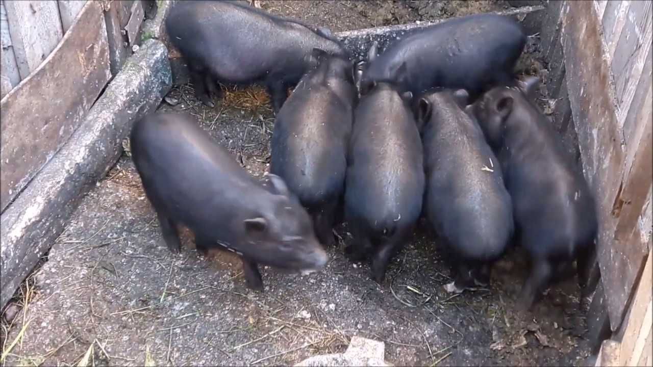 Свині вєтнамські, поросята