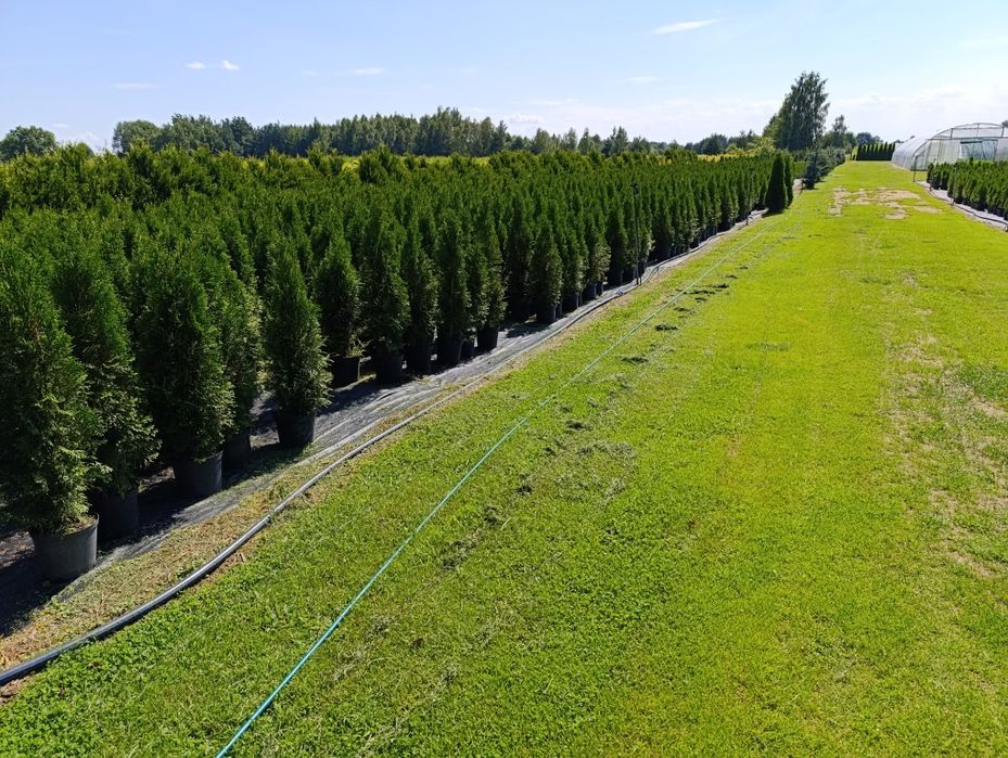 Tuja szmaragd 60-80cm Transport