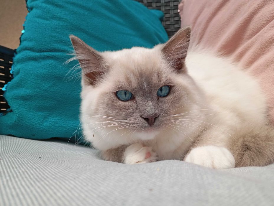 Kocurek Ragdoll z rodowodem