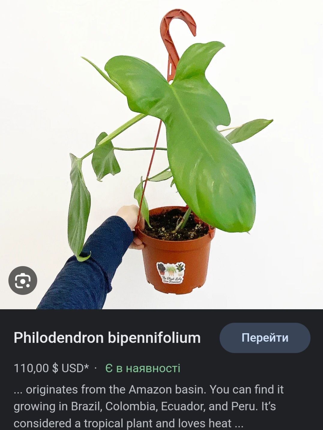 Філодендрон гітароподібний, гітаровидний (Philodendron bippenifolium)