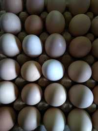 Домашни яйця, яйца Домашні, ,