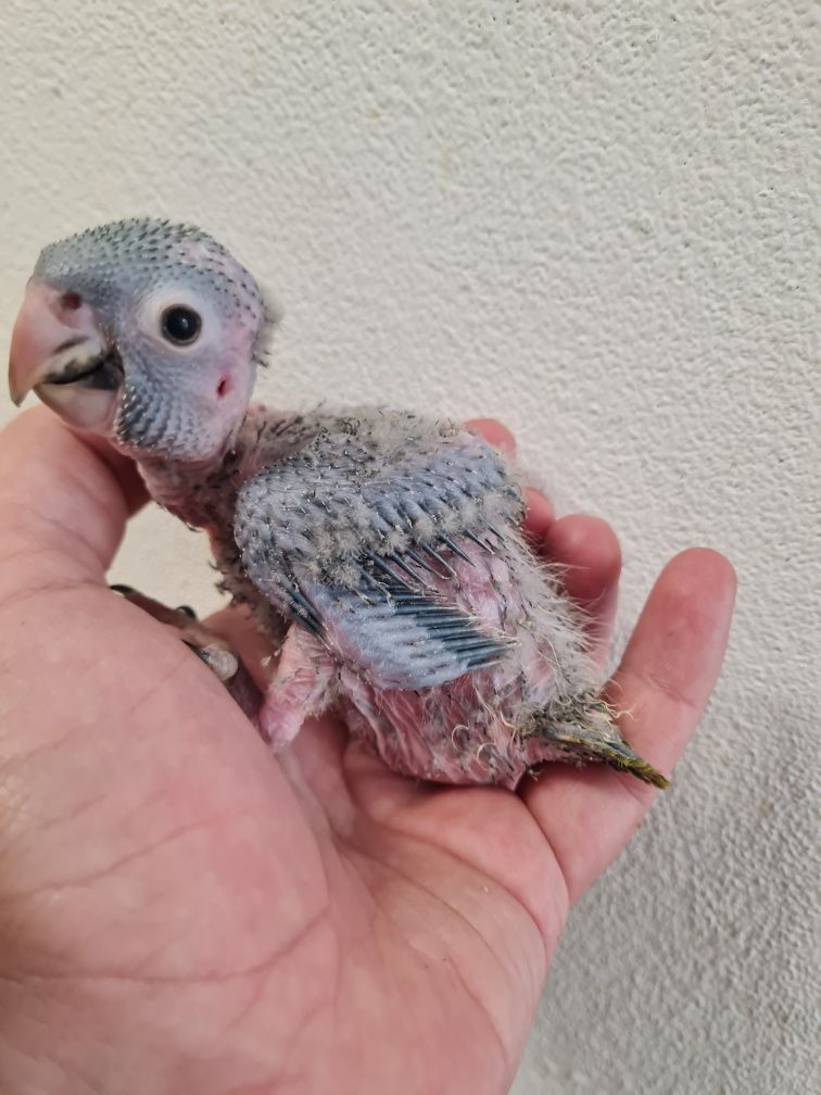 Aratinga acuticaudata bebé