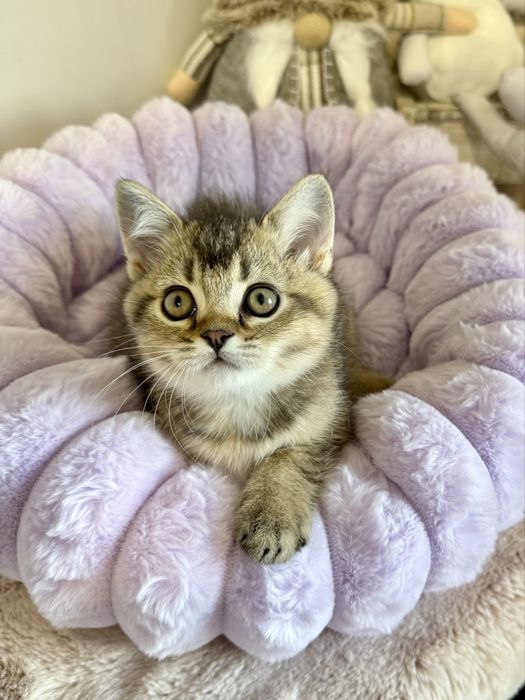 Kotka brytyjska czarny złoty ticked