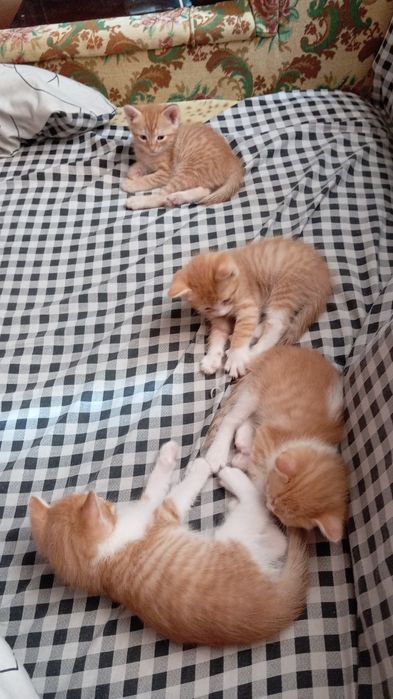 Отдам рыжих котяток)))