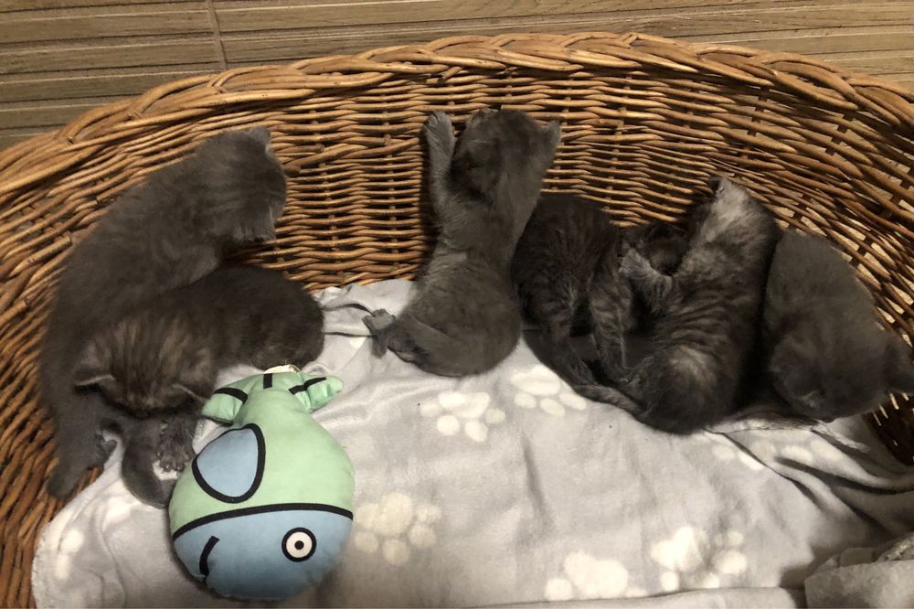 Котики висловухі