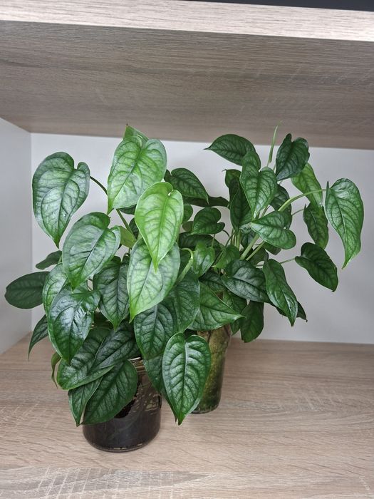 Monstera siltepecana
