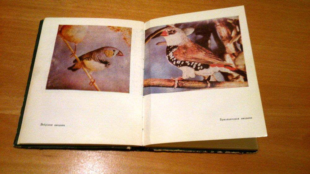 Книга содержание певчих и декоративных птиц