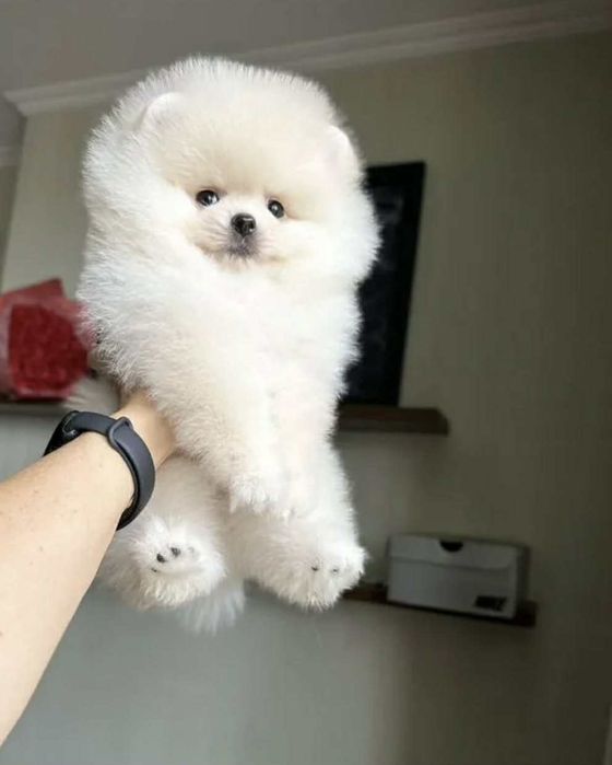 Szpic miniaturowy,pomeranian boo