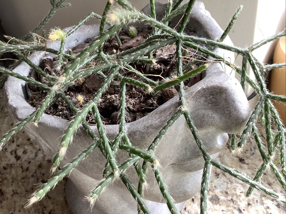 Kaktus zwisający Rhipsalis cassutha sadzonka ukorzeniona