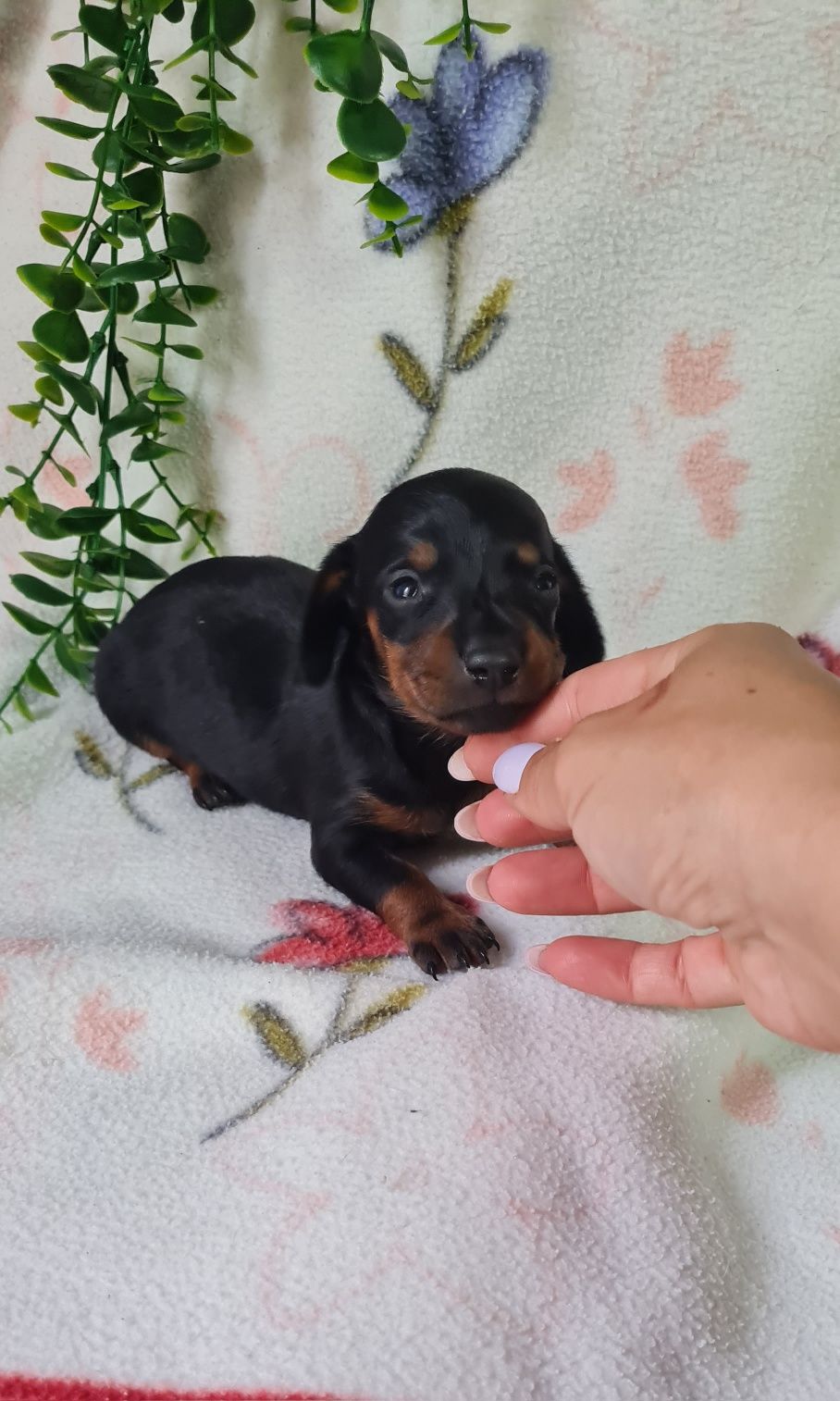 Estupendo menino Teckel Black tan de Qualidade