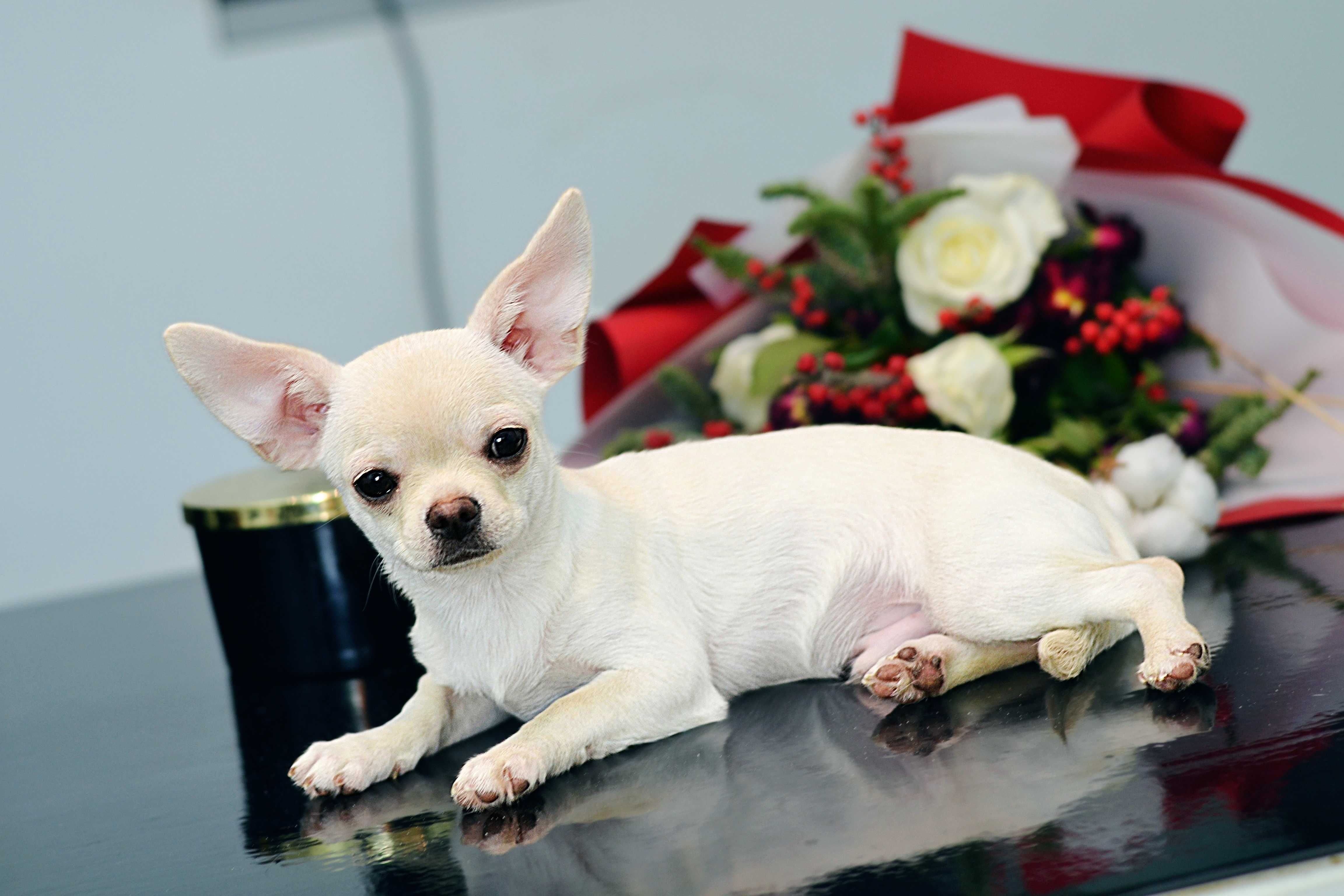 chłopiec chihuahua