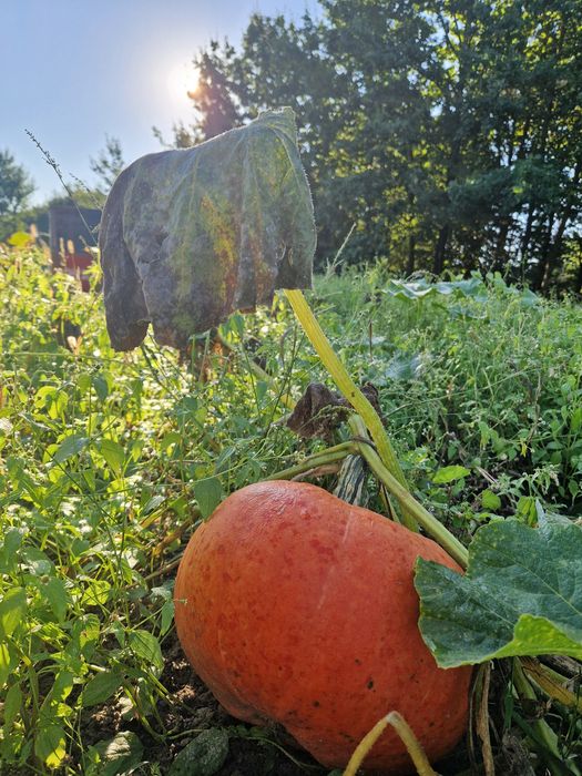 Dynie z własnej, ekologicznej uprawy!