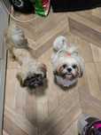 Shih tzu do adopcji