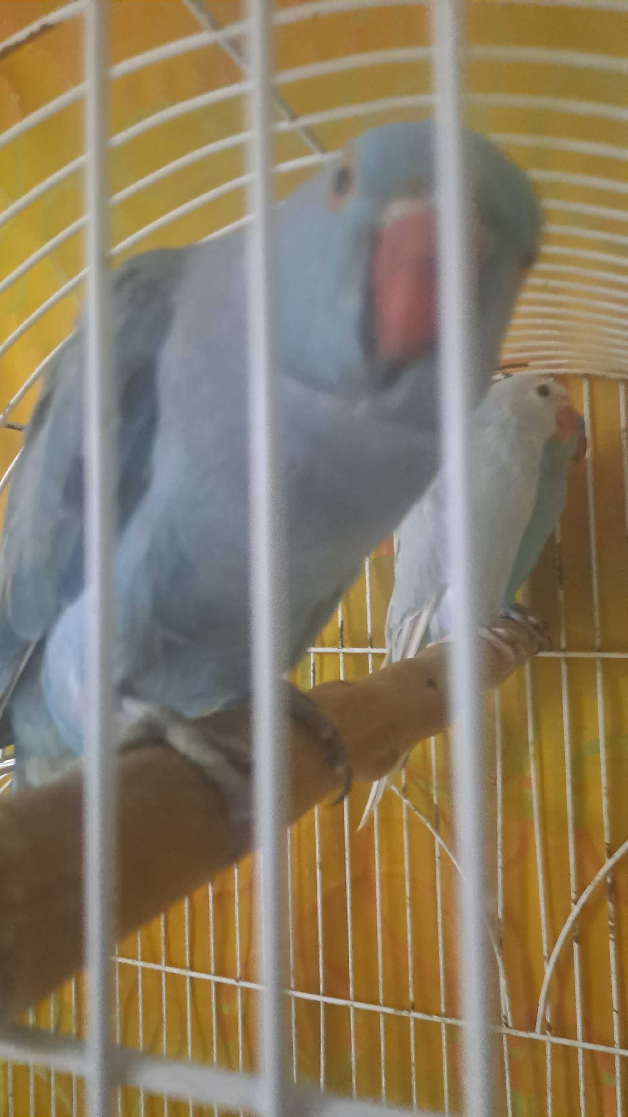 Papagaio | Ring necks bebés | azul e azul-turquesa