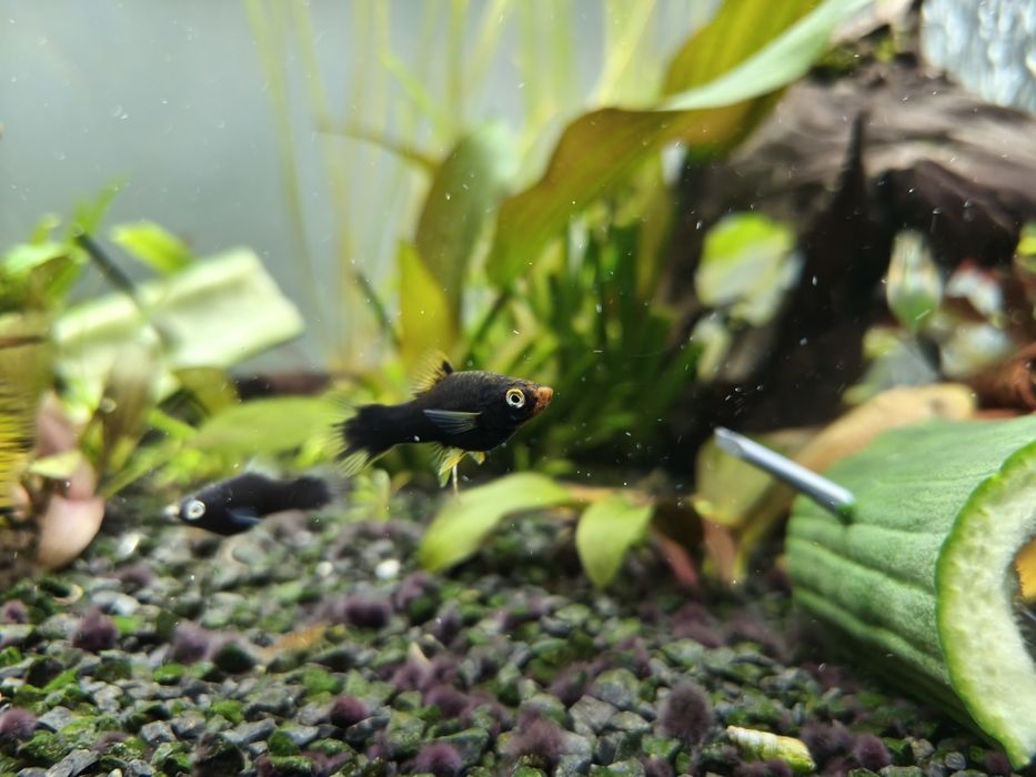 Czarne mieczyki, młodzież