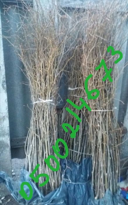 Саженцы берёзы, липы, клёна, Черемуха, ясеня, ольхи.