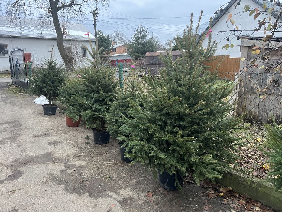 Жива різдвяна ялинка в горщику