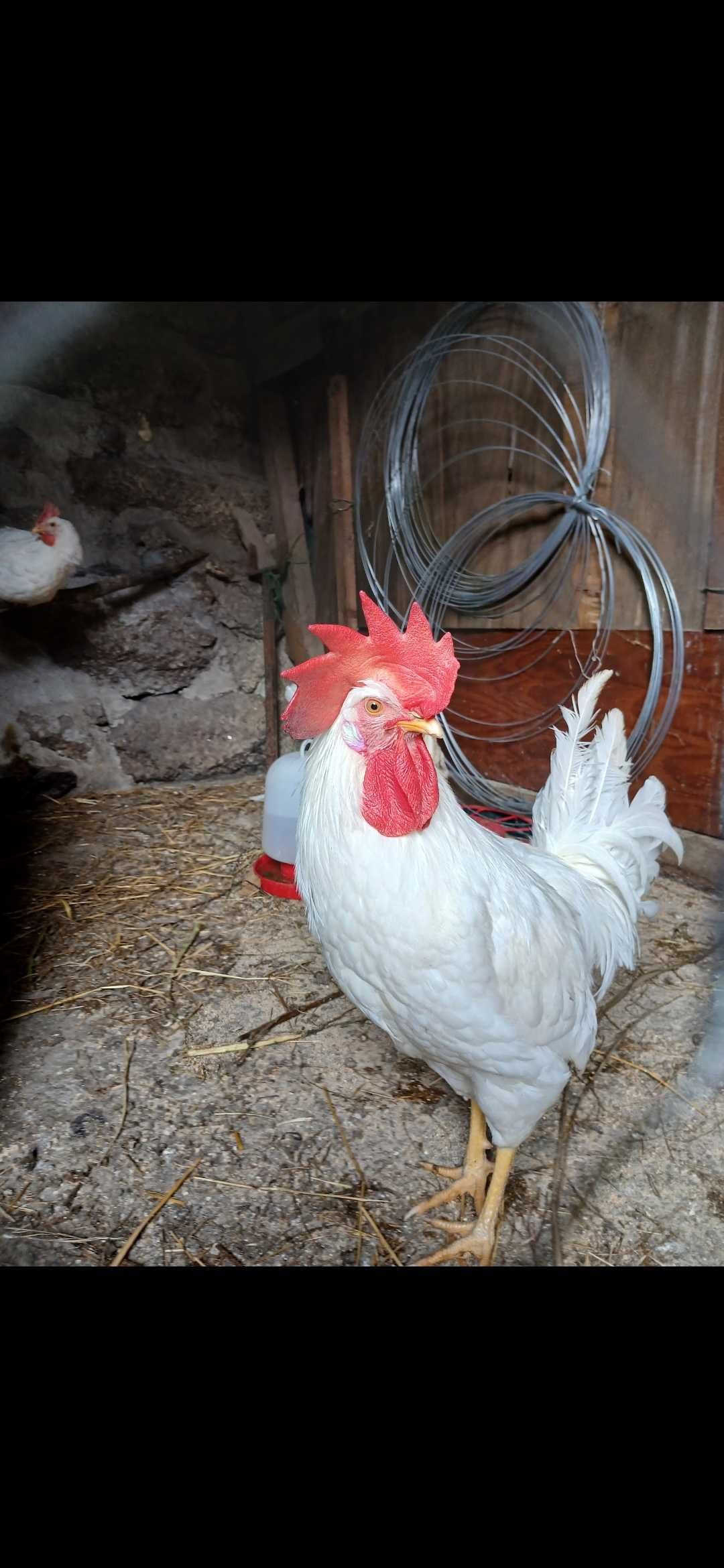 Galo raça leghorn