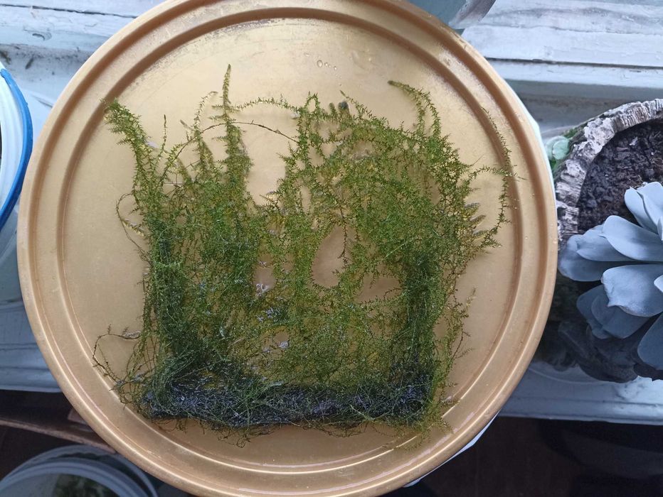 Акваріумні рослини та креветки