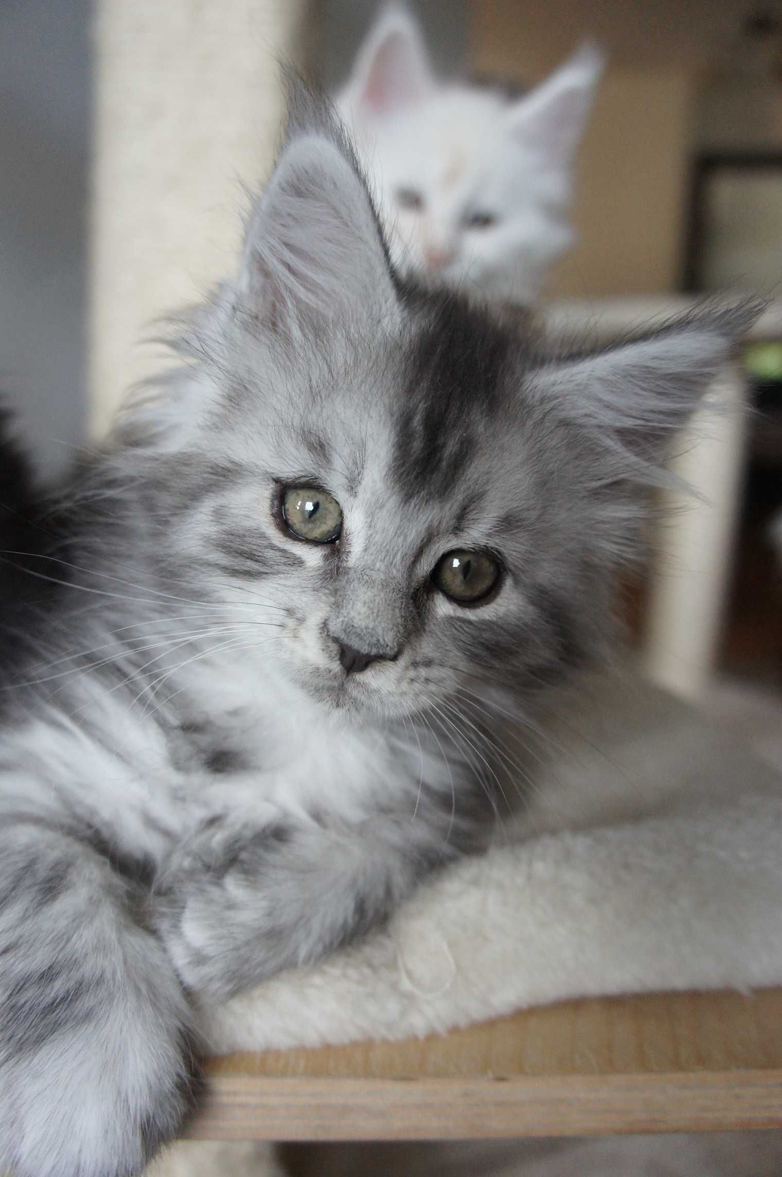 kocurek - Maine Coon - piękny i miły - FPL