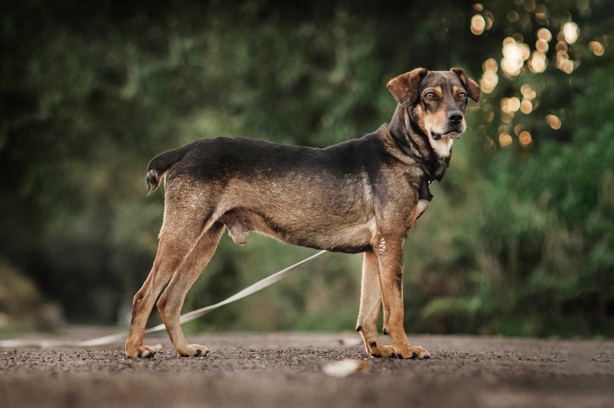 Dżemik - smukły, radosny, fajny psiak do adopcji.