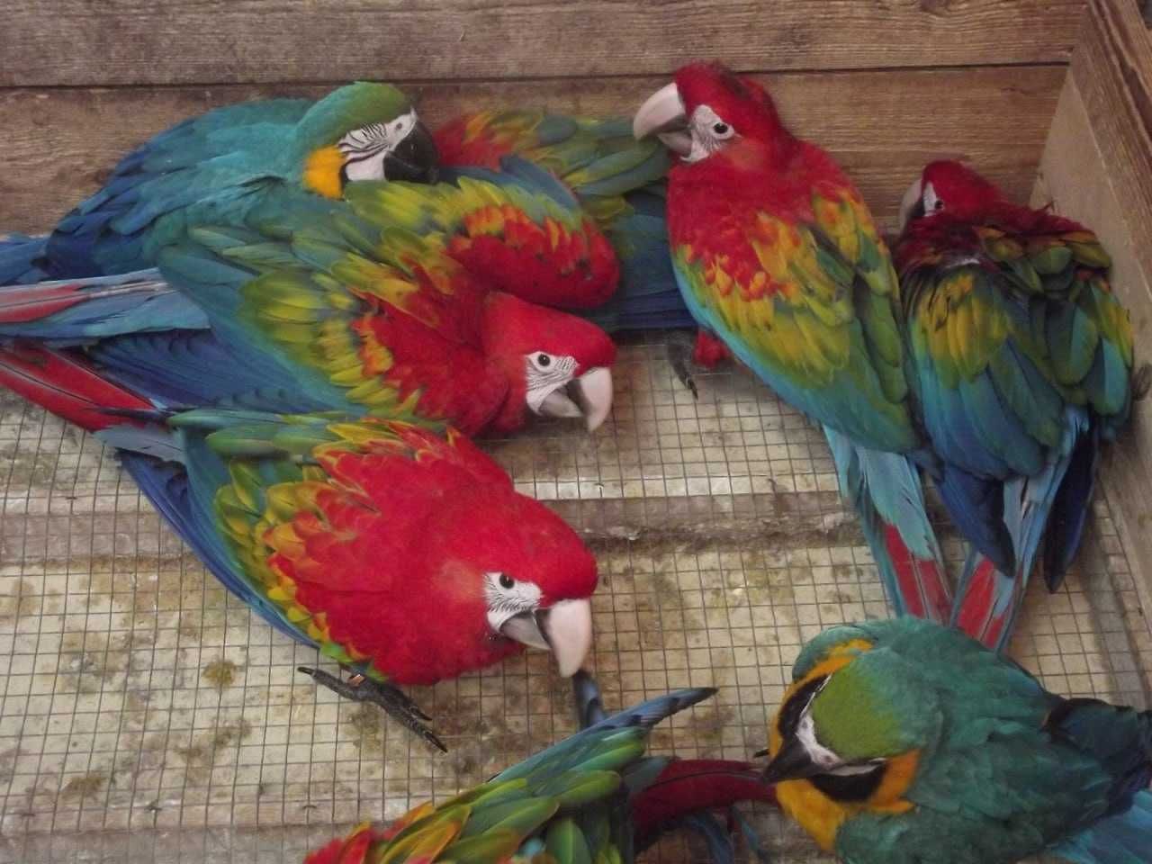 Кумедні папуги Ара, Конголезькі, Сенегальські, Ожерелові