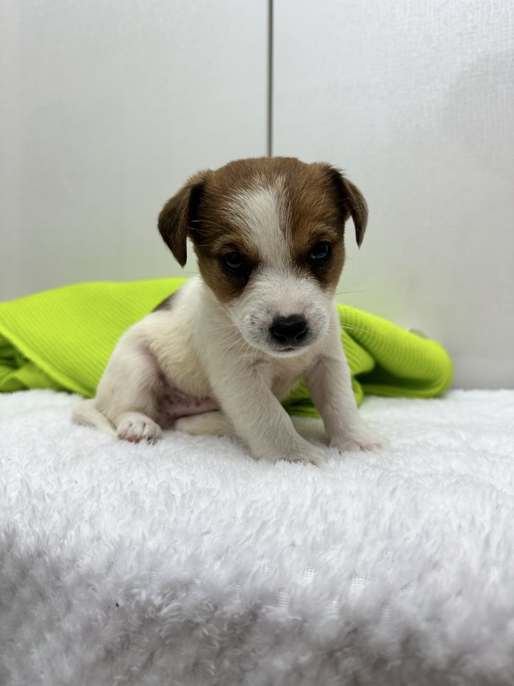 Piesek Jack Russel Terrier z Rodowodem gotowy do odbioru
