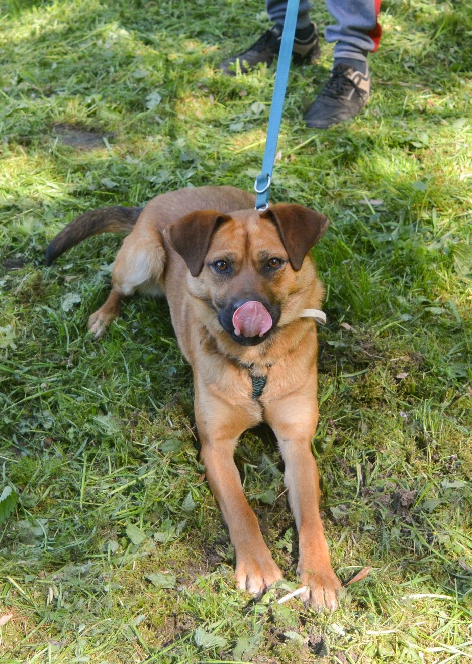 Rudy młodziutki piesek do adopcji