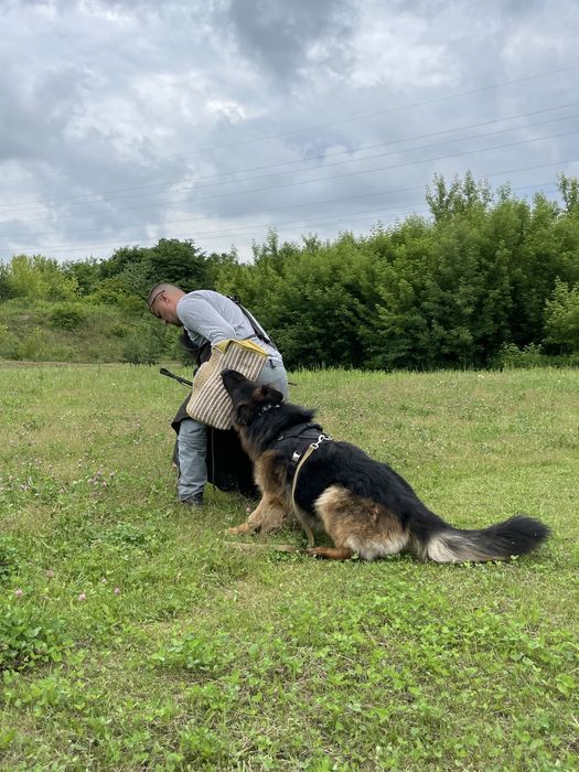 Кобель німецької вівчарки для вʼязки