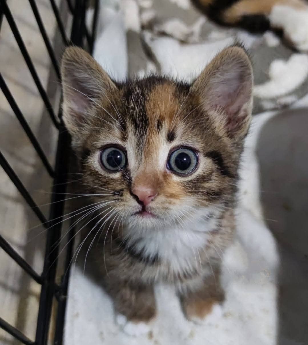 Котята из приюта ,ищем семью!