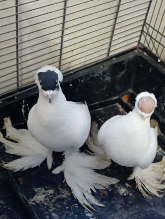 Gołębie Krymki i inne