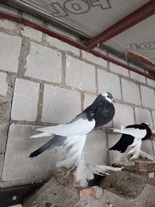 Garłacz Siodłaty Łapciaty (czeski) !!!