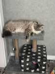 Будиночок для котика. Хатинка для кот