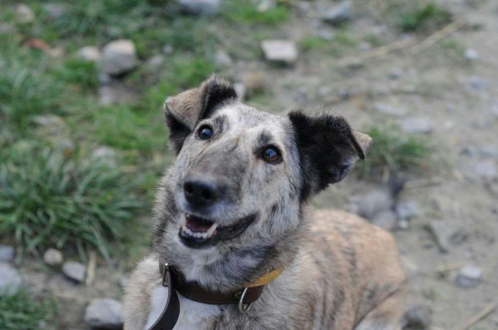 Karmi do adopcji!