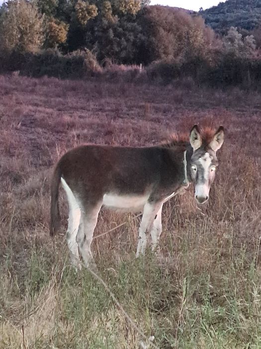 Burrinho com 7 meses