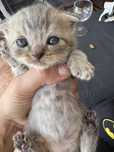 Scottish macho fold