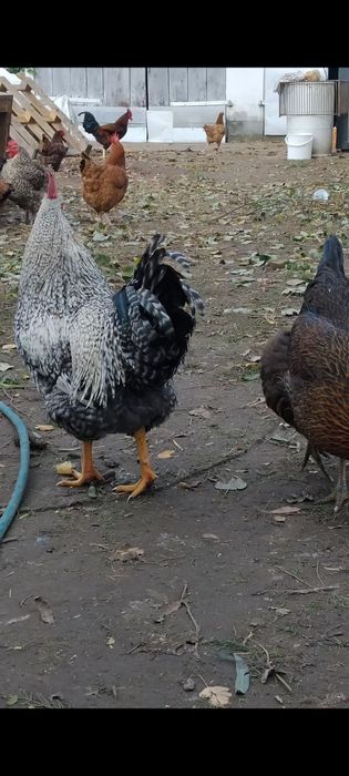 Sprzedam tegoroczne koguty w różnym wieku trzy karmazyn raz Amarok