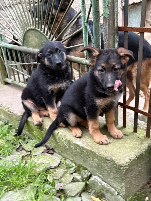 Щенята німецької вівчарки