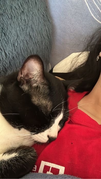 Cuidadora de gato