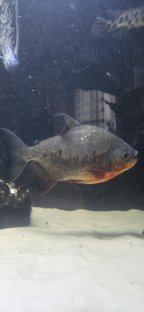 Piranie red pacu