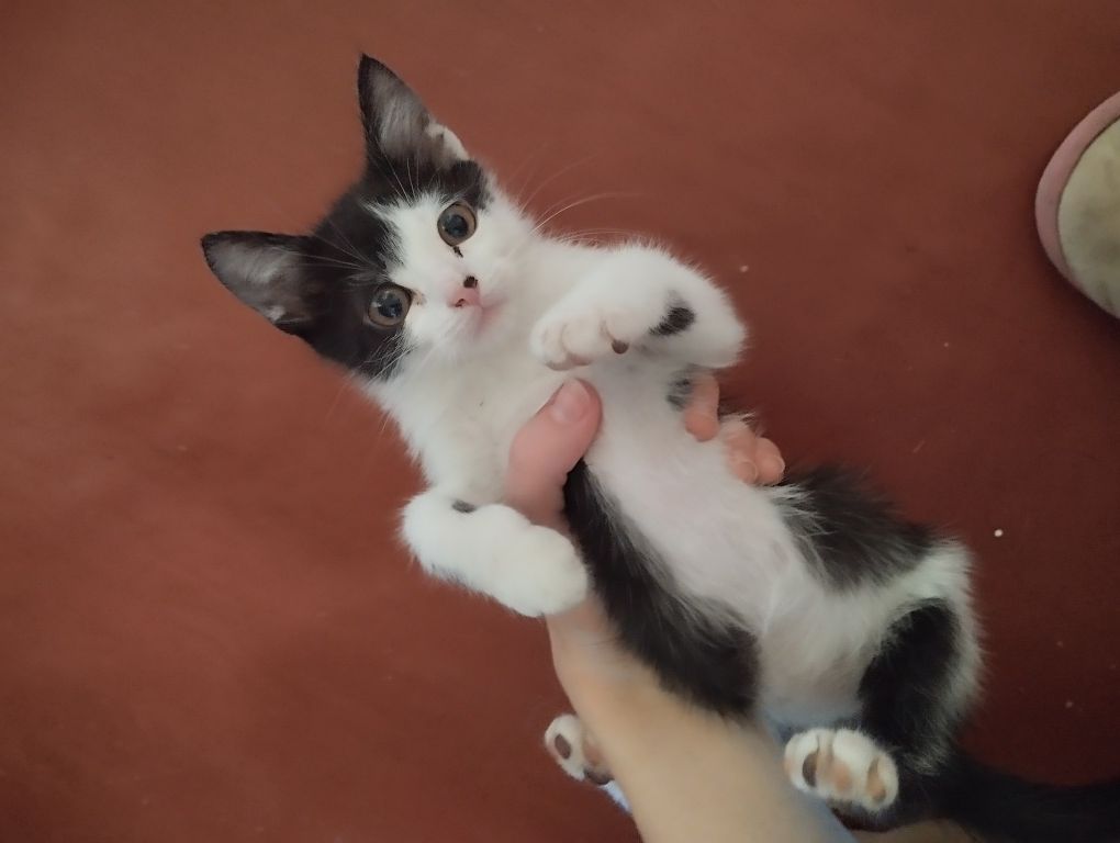 Отдам котенка в добрые руки