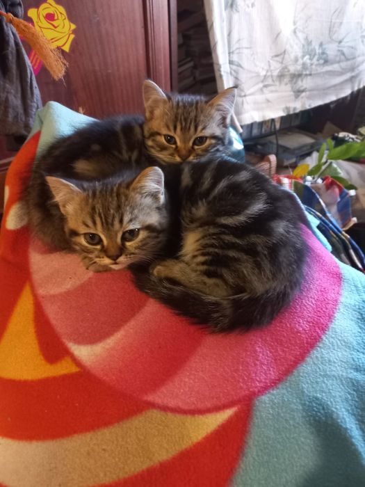 Мраморні кошеннята