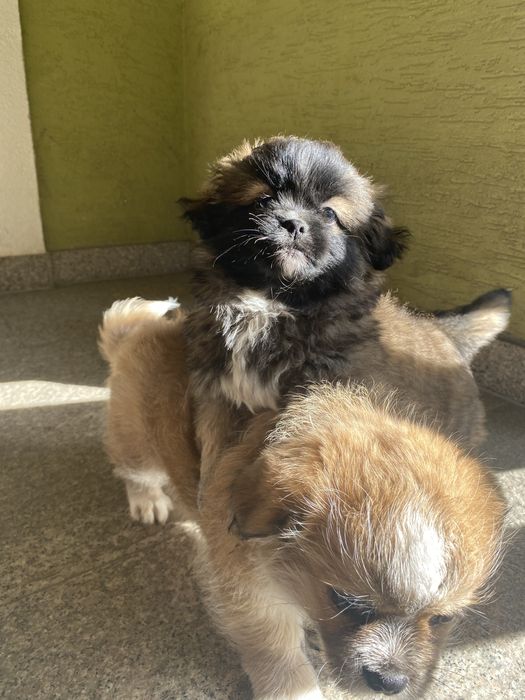 Oddam pieski w dobre rece