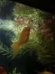 Rośliny akwariowe Microsorum pteropus tropica ,rogatek ,wgłębka krypto