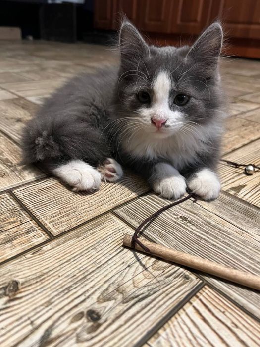 Віддам кошеняток, дуже грайливі та лагідні!